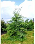 Декоративне хвойне дерево Larix kaempferi